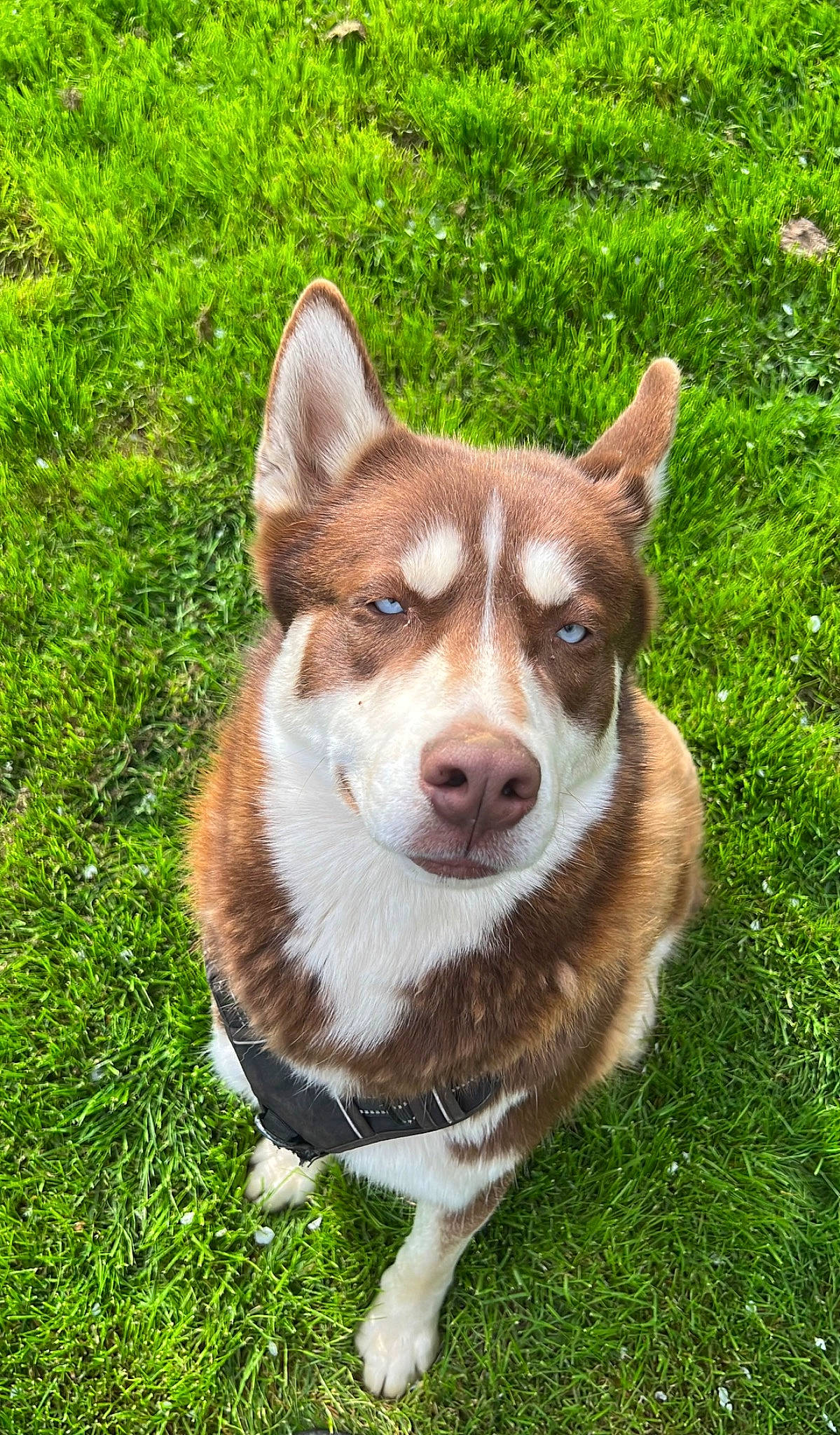 Chester is registered to the contest to win money with this photo: ancient_dog_breeds, art, canidae, carnivore, collar, companion_dog, dog, dog_breed, fawn, fur, grass, herding_dog, plant, snout, sporting_group, tail, terrestrial_animal, whiskers, working_animal, working_dog