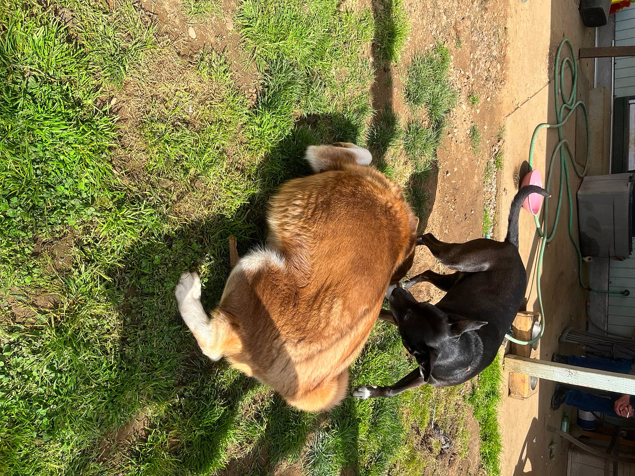 Chester joined the competition — help win amazing prizes! canidae, fawn, fur, grass, groundcover, plant, snout, sporting_group, tail, terrestrial_animal, trunk, wildlife, wood, working_animal