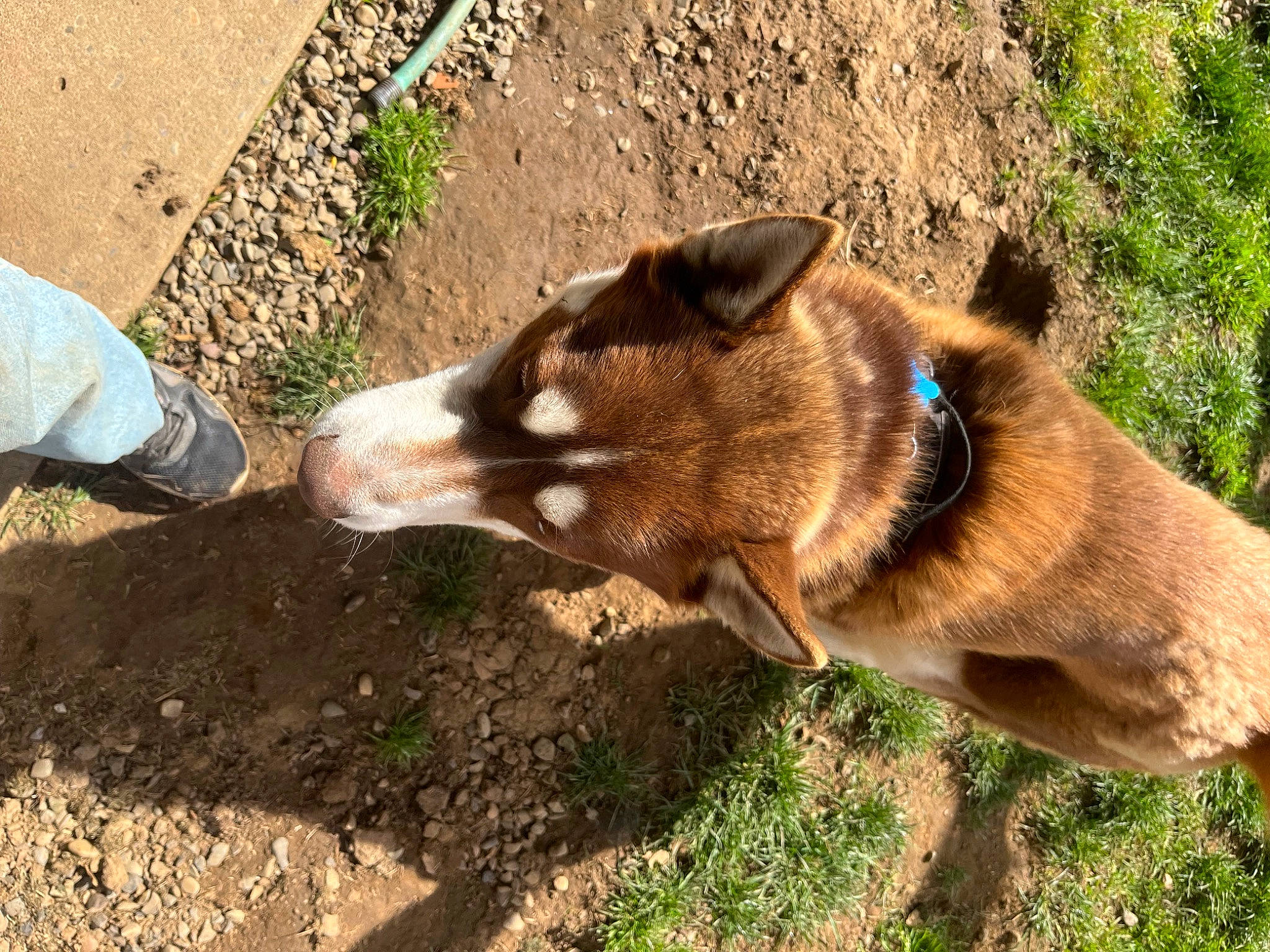 Chester is registered to the contest to win money with this photo: canidae, carnivore, collar, dog, dog_breed, fawn, fur, grass, groundcover, liver, livestock, pack_animal, plant, snout, soil, sporting_group, tail, terrestrial_animal, wildlife, working_animal