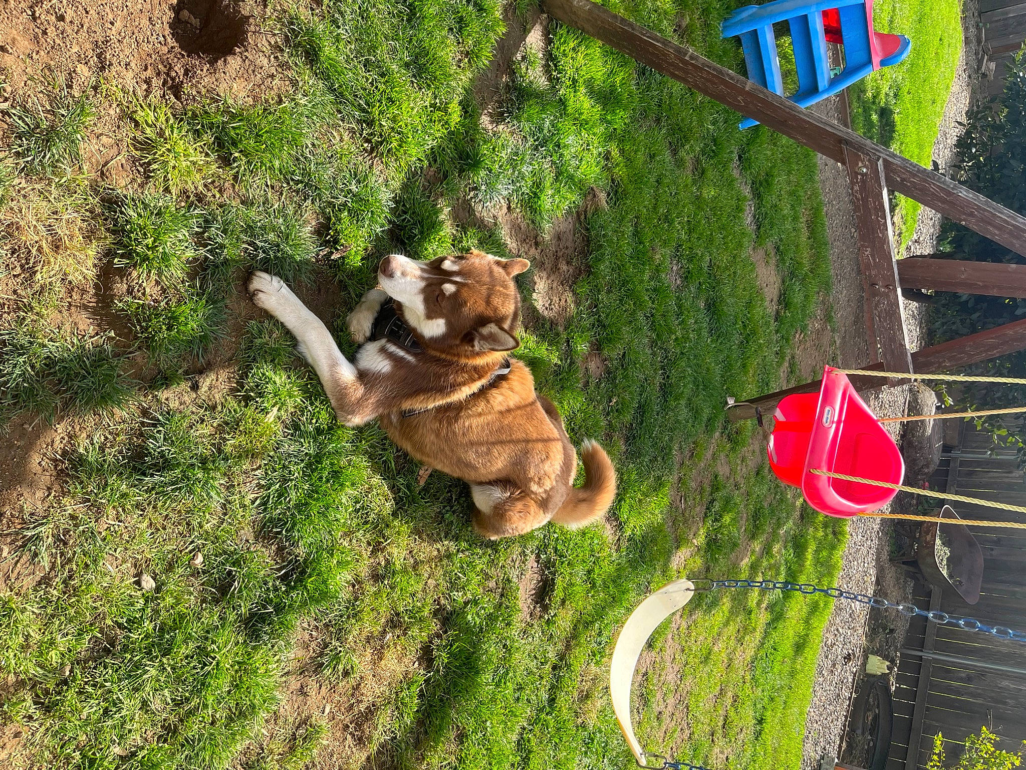 Chester joined the competition — help win amazing prizes! canidae, carnivore, companion_dog, dog, dog_breed, fawn, felidae, grass, lawn, leash, mammal, plant, sporting_group, tail, terrestrial_animal, tree, trunk, vertebrate, wood, working_animal