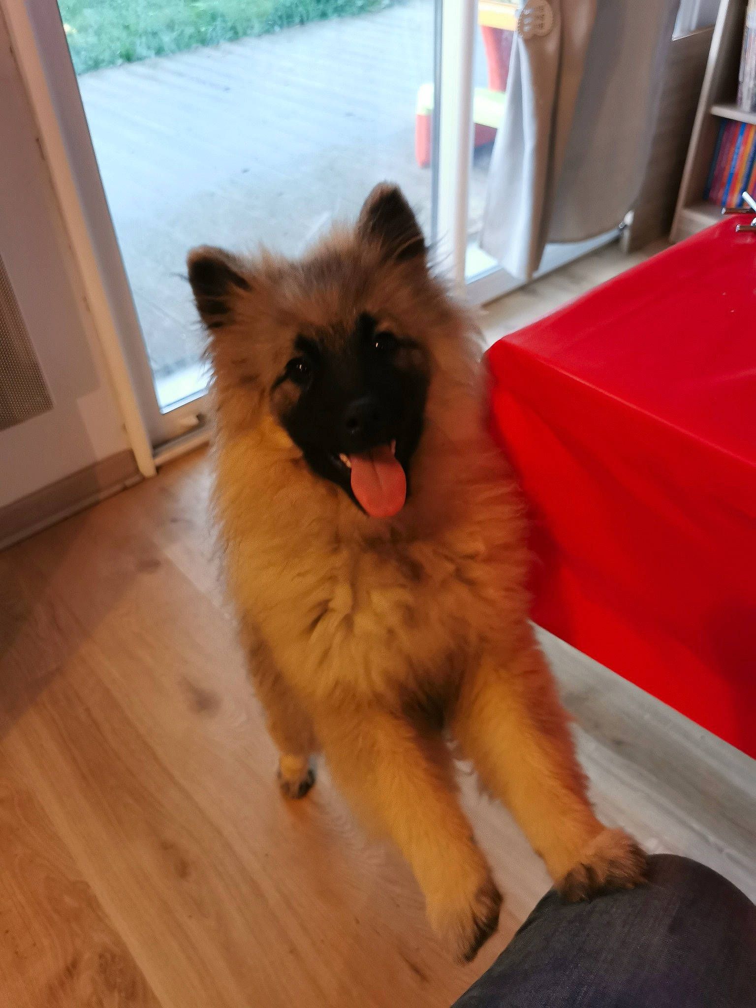 Twisty a rejoint le concours — aidez-le/la à gagner de superbes lots ! carnivore, companion_dog, dog_breed, fawn, felidae, flooring, fur, hardwood, laminate_flooring, plank, small_to_medium_sized_cats, snout, spitz, sporting_group, tail, varnish, whiskers, wood, wood_flooring, wood_stain