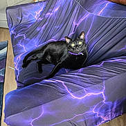 Shadow joined the competition — help win amazing prizes! cat, black_cat, couch, blanket, purple, lightning_pattern, indoor, pet, feline, relaxed, green_eyes, collar, wood_floor, living_room, furniture, household, domestic_animal, cozy, resting, alert