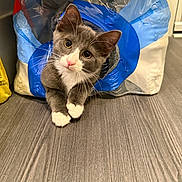 Violet is registered to the contest to win money with this photo: cat, gray_cat, white_paws, plastic_bag, curious, pet, indoor, floor, wooden_floor, kitten, whiskers, pink_nose, playful, animal, cute, domestic_cat, household, looking, front_paws, fur