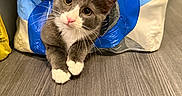 Violet is registered to the contest to win money with this photo: animal, cat, curious, cute, domestic_cat, floor, front_paws, fur, gray_cat, household, indoor, kitten, looking, pet, pink_nose, plastic_bag, playful, whiskers, white_paws, wooden_floor