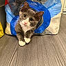 cat, gray_cat, white_paws, plastic_bag, curious, pet, indoor, floor, wooden_floor, kitten, whiskers, pink_nose, playful, animal, cute, domestic_cat, household, looking, front_paws, fur