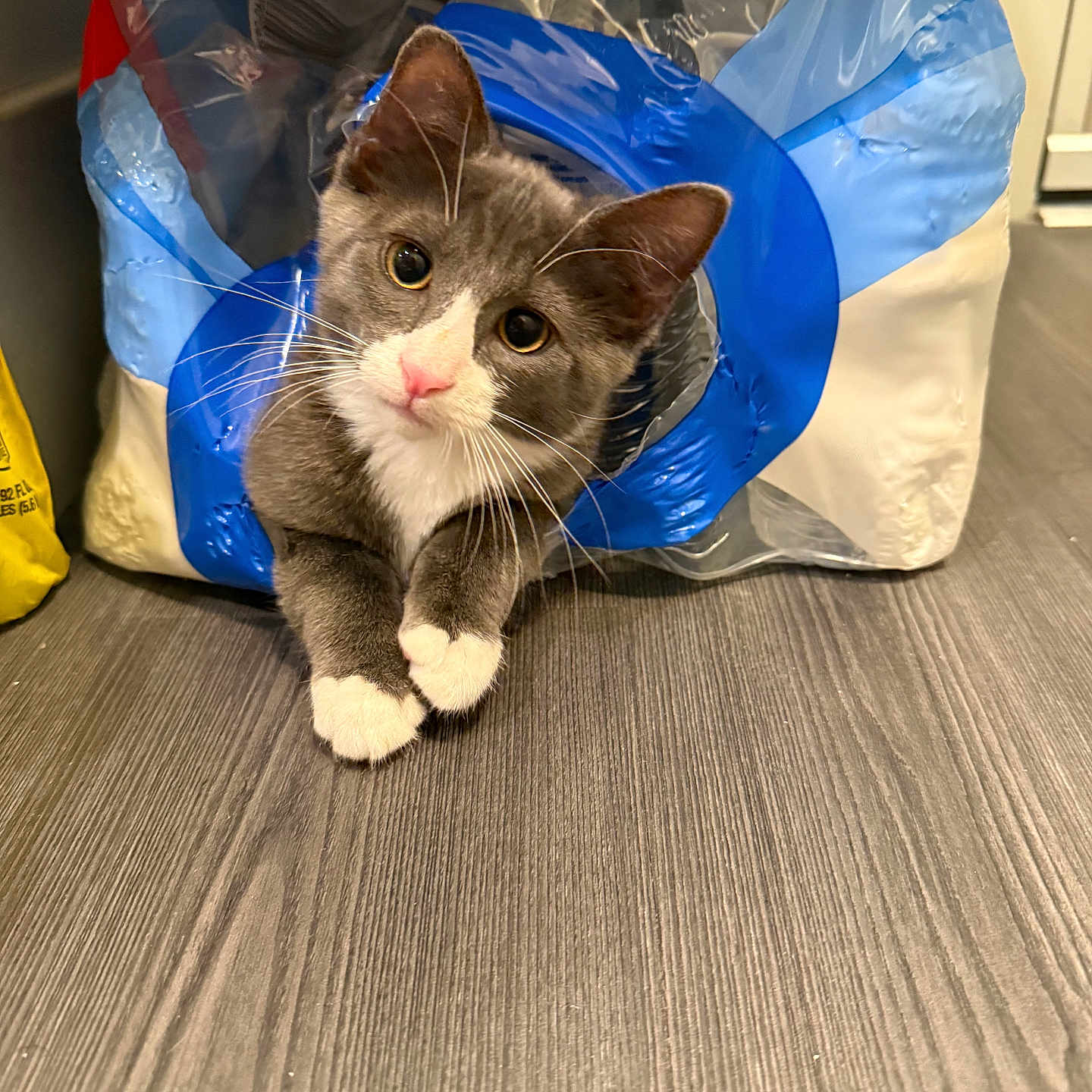 Violet is registered to the contest to win money with this photo: cat, gray_cat, white_paws, plastic_bag, curious, pet, indoor, floor, wooden_floor, kitten, whiskers, pink_nose, playful, animal, cute, domestic_cat, household, looking, front_paws, fur