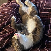 Violet is registered to the contest to win money with this photo: animal, blanket, cat, comfort, cozy, cute, domestic, feline, fur, gray, indoor, peaceful, pet, plush, relaxed, resting, sleeping, soft, whiskers, white