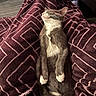 Violet joined the competition — help win amazing prizes! animal, blanket, cat, claws, cozy, cute, domestic_cat, feline, fur, gray_cat, indoor, patterned_blanket, pet, pink_nose, relaxed, resting, sleeping_cat, soft_texture, whiskers, white_paws