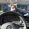 Violet joined the competition — help win amazing prizes! animal, car_interior, cat, curious, dashboard, gray_cat, indoor, instrument_panel, parked_car, parking_lot, pet, reflection, resting, speedometer, steering_wheel, sunlight, vehicle, volkswagen, white_paws, window