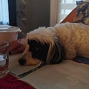 Maya a rejoint le concours — aidez-le/la à gagner de superbes lots ! dog, black_and_white, fluffy, resting, table, paper_towel, hand, glass, water, container, indoor, window, blinds, light, colorful, packaging, fur, pet, calm, closeup