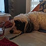 dog, black_and_white, fluffy, resting, table, paper_towel, hand, glass, water, container, indoor, window, blinds, light, colorful, packaging, fur, pet, calm, closeup
