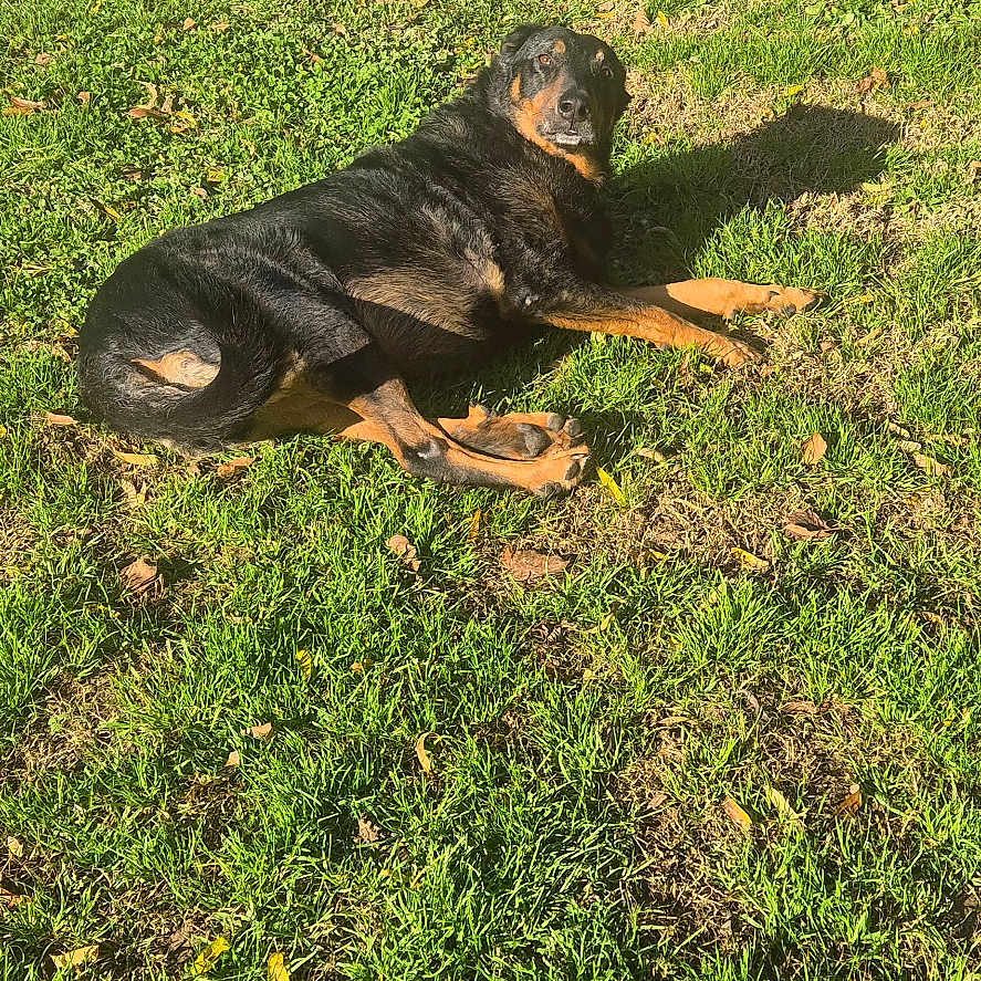 Napoléon Surnom Napo participe au concours pour gagner de l'argent avec cette photo : animal, backyard, ball, canine, dog, field, grass, grassland, hound, lawn, nature, outdoors, pet, plant, puppy, sport, vegetation, volleyball, volleyballball, yard