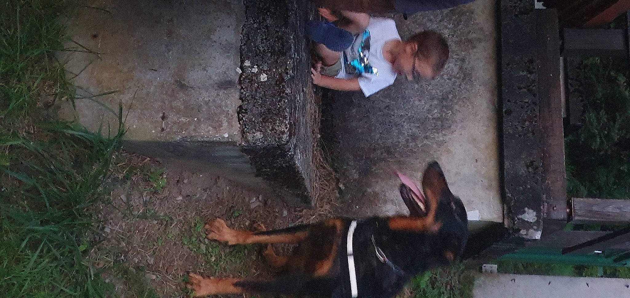 Napoléon a rejoint le concours — aidez-le/la à gagner de superbes lots ! adventure, baby, carnivore, dog, dog_breed, fawn, fun, fur, grass, leisure, livestock, plant, shadow, snout, soil, t_shirt, tail, toddler, tree, working_animal