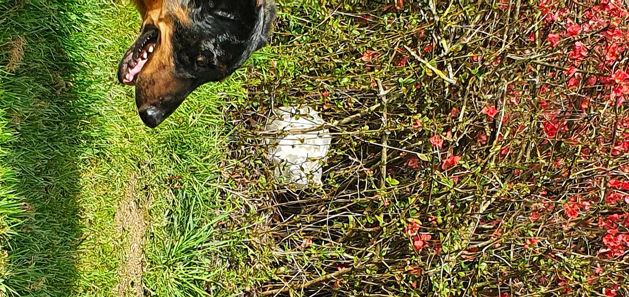 Napoléon participe au concours pour gagner de l'argent avec cette photo : carnivore, companion_dog, dog, dog_breed, fawn, flower, grass, groundcover, guard_dog, people_in_nature, plant, shrub, snout, soil, sporting_group, subshrub, tail, terrestrial_animal, working_animal, working_dog