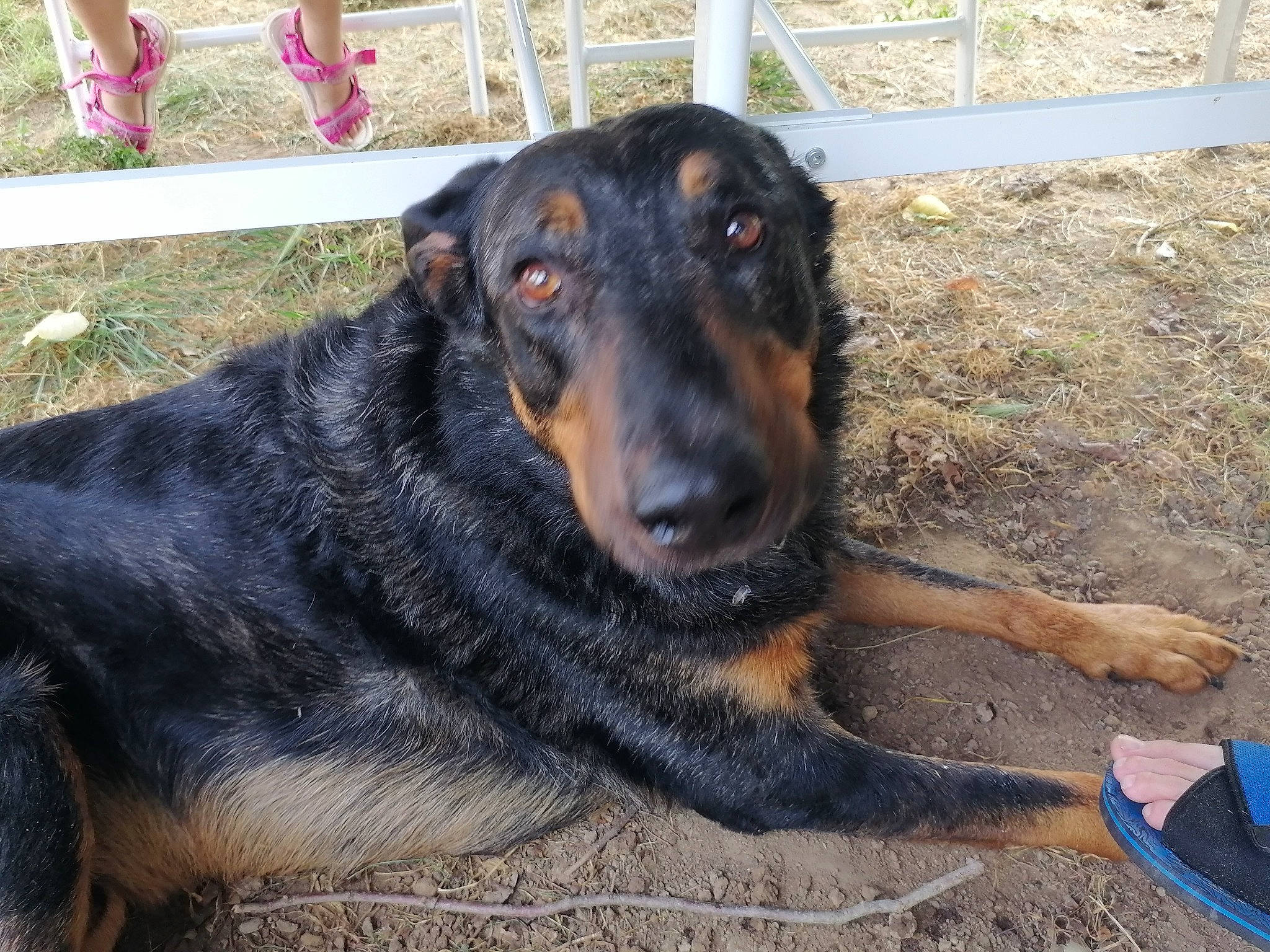 Napoléon a rejoint le concours — aidez-le/la à gagner de superbes lots ! canidae, carnivore, companion_dog, dog, dog_breed, fence, grass, guard_dog, hunting_dog, plant, rottweiler, snout, soil, sporting_group, terrestrial_animal, working_animal, working_dog