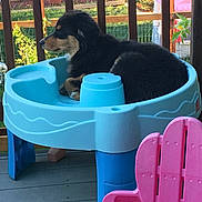 Roxy joined the competition — help win amazing prizes! dog, puppy, black_fur, tan_fur, plastic_table, blue, pink_chair, porch, wooden_railing, outdoor, garden, greenery, pet, animal, resting, daylight, fence, play_area, cute, relaxed
