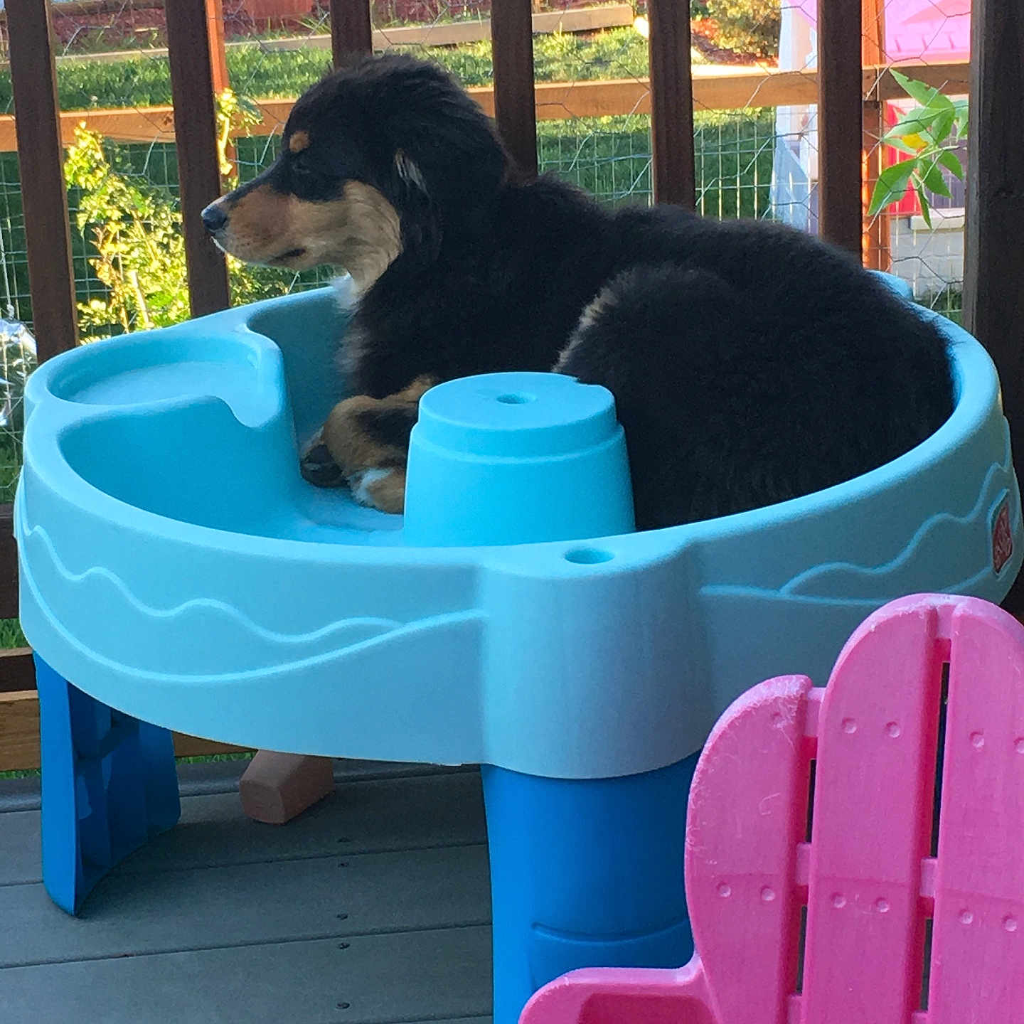 Roxy joined the competition — help win amazing prizes! animal, black_fur, blue, cute, daylight, dog, fence, garden, greenery, outdoor, pet, pink_chair, plastic_table, play_area, porch, puppy, relaxed, resting, tan_fur, wooden_railing
