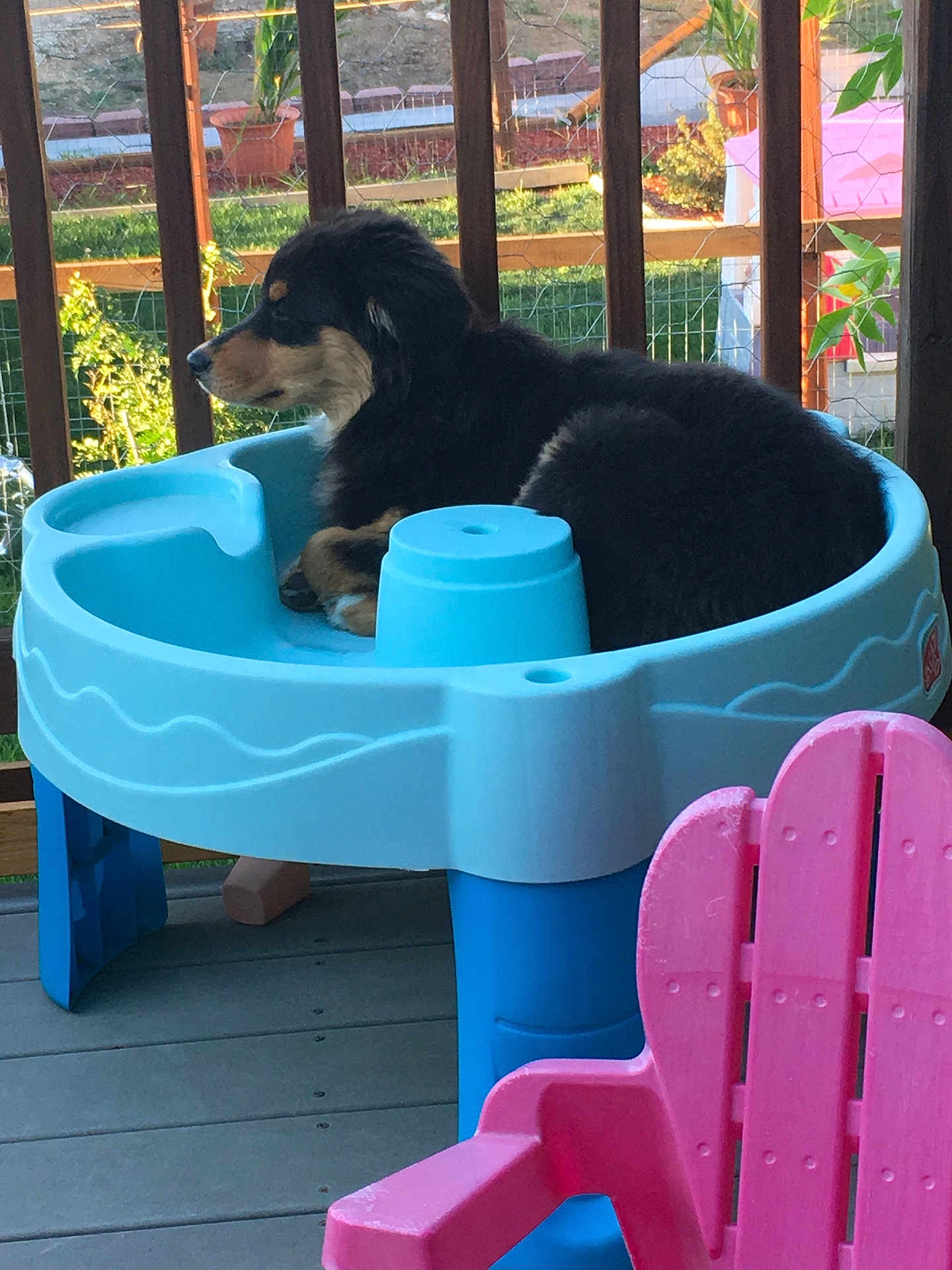 Roxy joined the competition — help win amazing prizes! dog, puppy, black_fur, tan_fur, plastic_table, blue, pink_chair, porch, wooden_railing, outdoor, garden, greenery, pet, animal, resting, daylight, fence, play_area, cute, relaxed