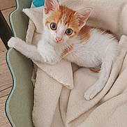 Carrotte participe au concours pour gagner de l'argent avec cette photo : kitten, cat, orange_and_white, pet, animal, feline, blue_eyes, wide_eyed, sitting, lying_down, stretching, paw, fur, whiskers, pink_nose, blanket, pet_bed, cozy, indoor, wooden_floor