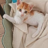 kitten, cat, orange_and_white, pet, animal, feline, blue_eyes, wide_eyed, sitting, lying_down, stretching, paw, fur, whiskers, pink_nose, blanket, pet_bed, cozy, indoor, wooden_floor