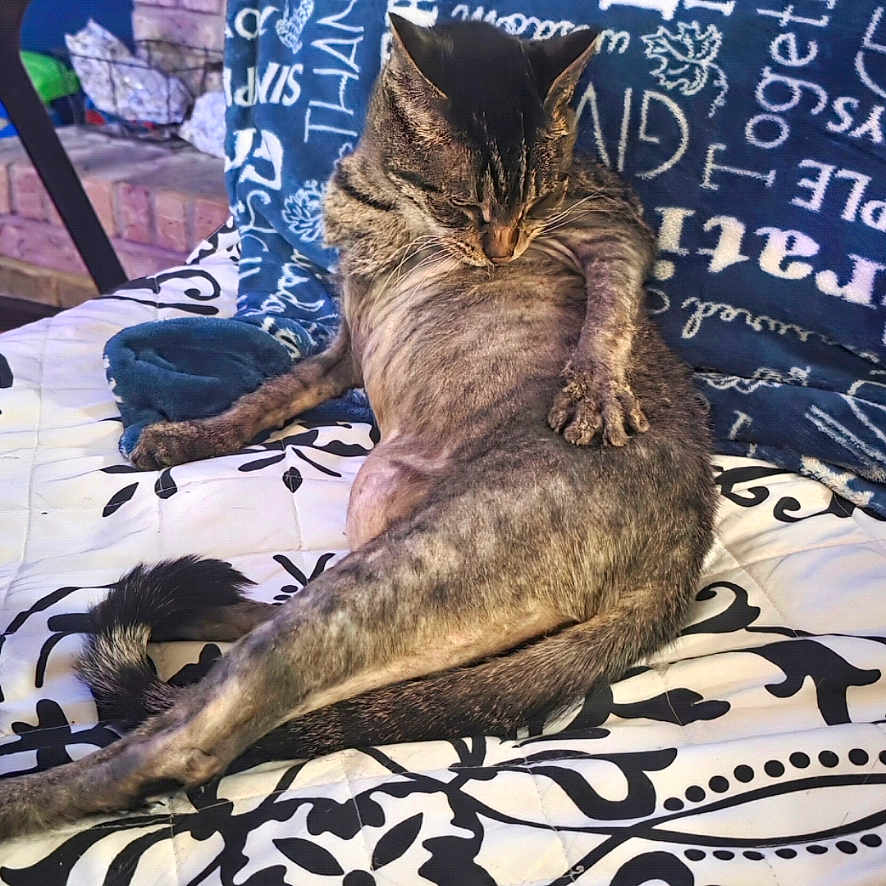 Rocky Noodles joined the competition — help win amazing prizes! animal, autumn, blanket, blue, brick_wall, cat, cozy, furniture, household, indoor, leaves, pattern, paw, pet, relaxed, resting, tabby, table, tail, text