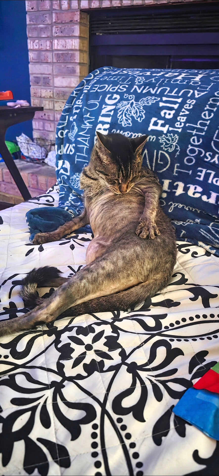 Rocky Noodles joined the competition — help win amazing prizes! cat, tabby, pet, animal, relaxed, indoor, blanket, pattern, blue, text, autumn, leaves, furniture, table, brick_wall, cozy, resting, paw, tail, household