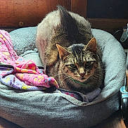 Rocky Noodles is registered to the contest to win money with this photo: cat, tabby_cat, pet_bed, blanket, indoor, wood_floor, wooden_furniture, cozy, resting, feline, animal, cute, fur, domestic_animal, looking, comfort, household, pet, relaxing, closeup