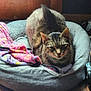 cat, tabby_cat, pet_bed, blanket, indoor, wood_floor, wooden_furniture, cozy, resting, feline, animal, cute, fur, domestic_animal, looking, comfort, household, pet, relaxing, closeup