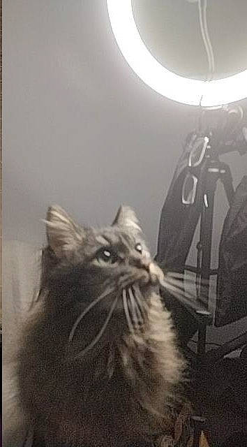 Mr Handsome is registered to the contest to win money with this photo: black, carnivore, cat, darkness, domestic_short_haired_cat, felidae, flooring, fur, grey, light, monochrome, monochrome_photography, plant, room, small_to_medium_sized_cats, snout, stock_photography, tail, whiskers, white