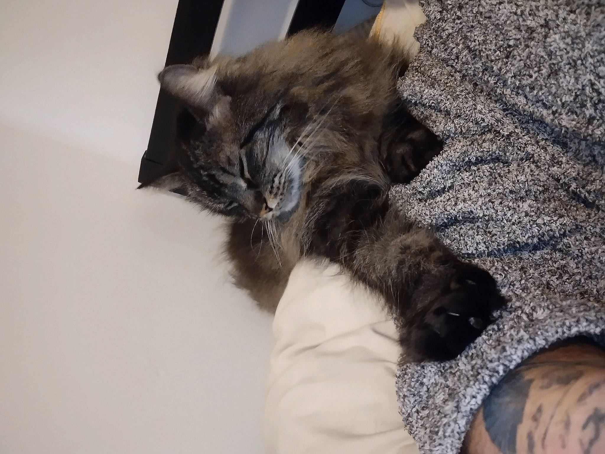 Mr Handsome is registered to the contest to win money with this photo: black_cat, carnivore, cat, claw, comfort, dog_breed, domestic_short_haired_cat, fawn, felidae, flooring, fur, grey, human_leg, nap, paw, small_to_medium_sized_cats, snout, tail, terrestrial_animal, whiskers