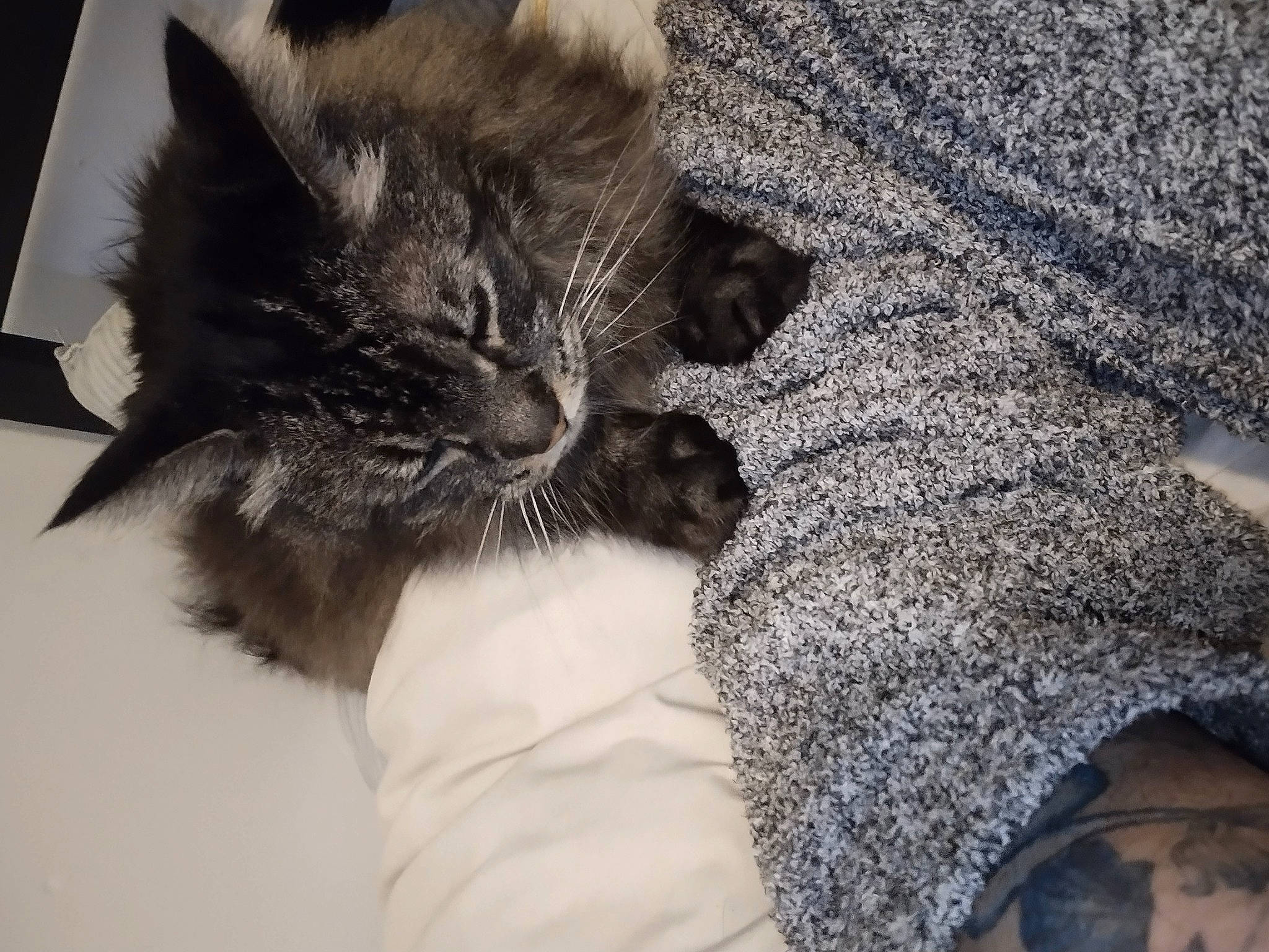 Mr Handsome joined the competition — help win amazing prizes! black_cat, carnivore, cat, claw, comfort, companion_dog, dog_breed, domestic_short_haired_cat, ear, fawn, felidae, fur, grey, monochrome_photography, nap, paw, small_to_medium_sized_cats, snout, tail, whiskers