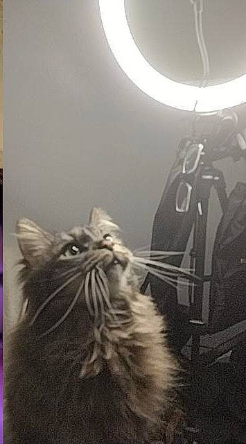 Mr Handsome joined the competition — help win amazing prizes! black, carnivore, cat, darkness, felidae, flooring, fur, grey, house, lens_flare, light, lighting, monochrome, monochrome_photography, room, small_to_medium_sized_cats, snout, tints_and_shades, whiskers, white