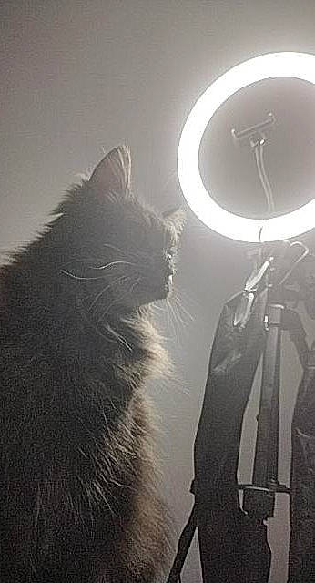 Mr Handsome joined the competition — help win amazing prizes! astronomical_object, atmosphere, atmospheric_phenomenon, black_and_white, carnivore, cat, cloud, felidae, grey, lens_flare, monochrome, monochrome_photography, sky, small_to_medium_sized_cats, style, sunlight, tail, tints_and_shades, tree, whiskers