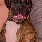 Zariah joined the competition — help win amazing prizes! belly, brindle_coat, close_up, couch, cushion, dog, eyes, face, flash_reflection, fur, human_leg, indoor, nose, paw, pet, puppy, relaxed, smile, teeth, tongue