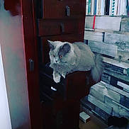 Belli a rejoint le concours — aidez-le/la à gagner de superbes lots ! cat, furniture, drawer, wood, cabinet, indoor, books, shelf, gray_cat, fluffy, pet, resting, cozy, contemplative, curious, home, decor, floor, wall, quiet