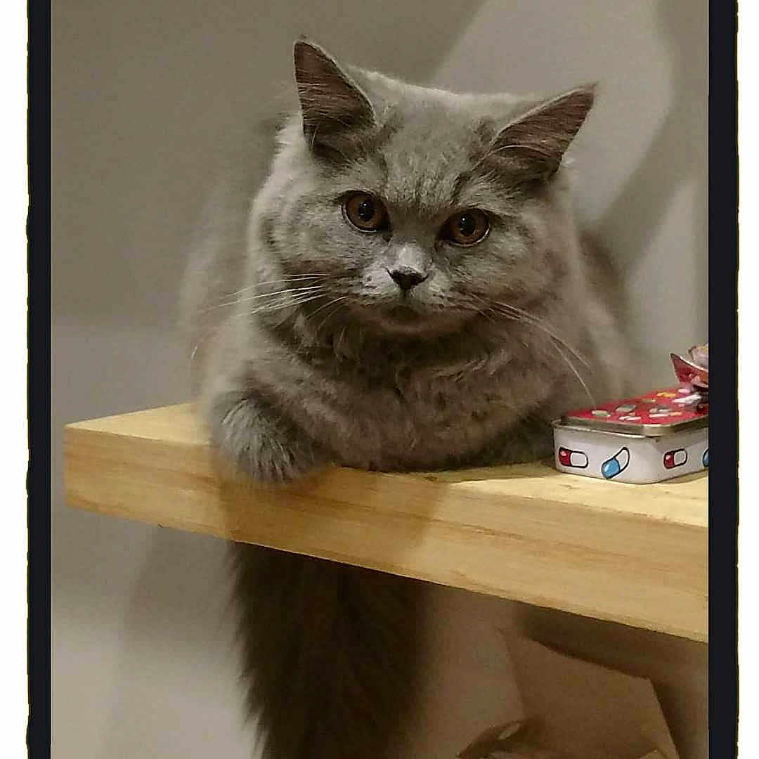 Belli a rejoint le concours — aidez-le/la à gagner de superbes lots ! cat, gray_cat, fluffy, pet, animal, indoor, wooden_surface, tin_box, curious, close_up, feline, looking_at_camera, calm, whiskers, ears, table, domestic_animal, cute, portrait, mammal