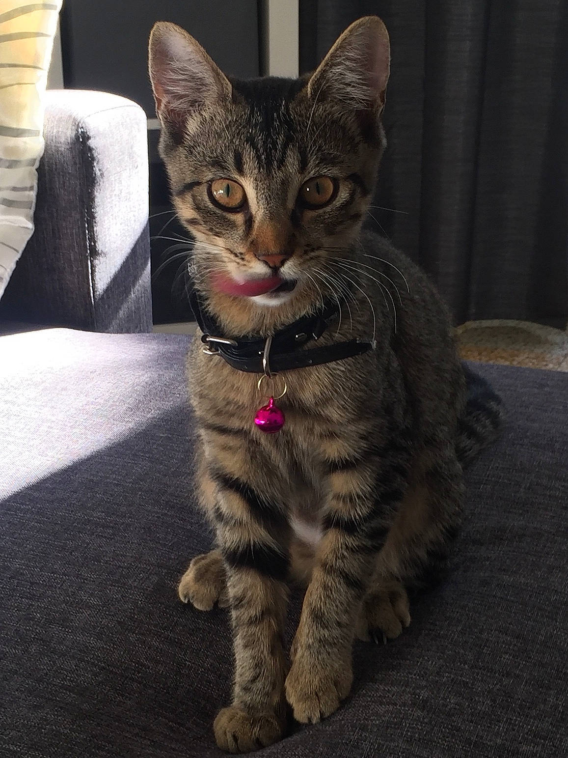 Paloma a rejoint le concours — aidez-le/la à gagner de superbes lots ! american_shorthair, american_wirehair, asian, california_spangled, carnivore, cat, domestic_short_haired_cat, dragon_li, egyptian_mau, european_shorthair, felidae, kitten, mammal, ocicat, pixie_bob, small_to_medium_sized_cats, snout, tabby_cat, vertebrate, whiskers