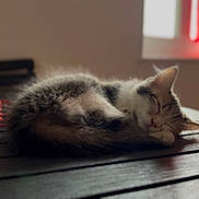 Plume participe au concours pour gagner de l'argent avec cette photo : kitten, cat, sleeping, furry, table, wooden_table, indoor, window, curtain, red_curtain, cozy, peaceful, pet, animal, fur, resting, domestic_cat, cute, small, nap
