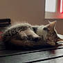 kitten, cat, sleeping, furry, table, wooden_table, indoor, window, curtain, red_curtain, cozy, peaceful, pet, animal, fur, resting, domestic_cat, cute, small, nap