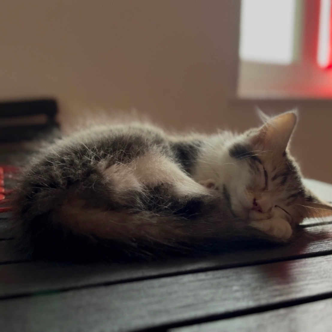 Plume participe au concours pour gagner de l'argent avec cette photo : animal, cat, cozy, curtain, cute, domestic_cat, fur, furry, indoor, kitten, nap, peaceful, pet, red_curtain, resting, sleeping, small, table, window, wooden_table