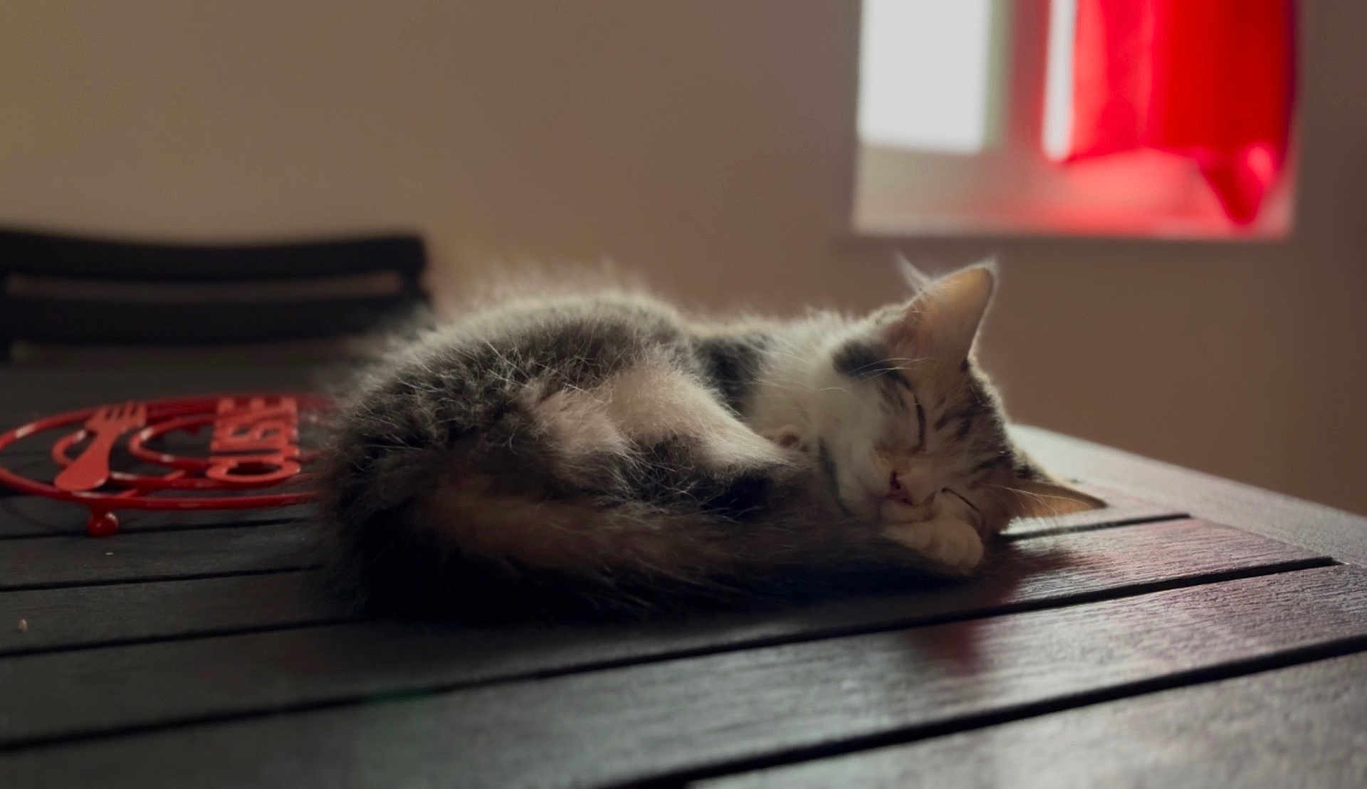 Plume participe au concours pour gagner de l'argent avec cette photo : kitten, cat, sleeping, furry, table, wooden_table, indoor, window, curtain, red_curtain, cozy, peaceful, pet, animal, fur, resting, domestic_cat, cute, small, nap