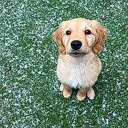 Forest is registered to the contest to win money with this photo: adorable, animal, canine, cute, dog, friendly, fur, golden_retriever, grass, looking_up, mammal, nature, outdoor, pet, portrait, puppy, sitting, snow, winter, young