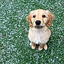 adorable, animal, canine, cute, dog, friendly, fur, golden_retriever, grass, looking_up, mammal, nature, outdoor, pet, portrait, puppy, sitting, snow, winter, young