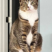 Sadie joined the competition — help win amazing prizes! cat, tabby, pet, animal, indoor, feline, sitting, whiskers, ears, green_eyes, fur, white_chest, paws, door_hinge, wall, portrait, domestic, curious, closeup, house