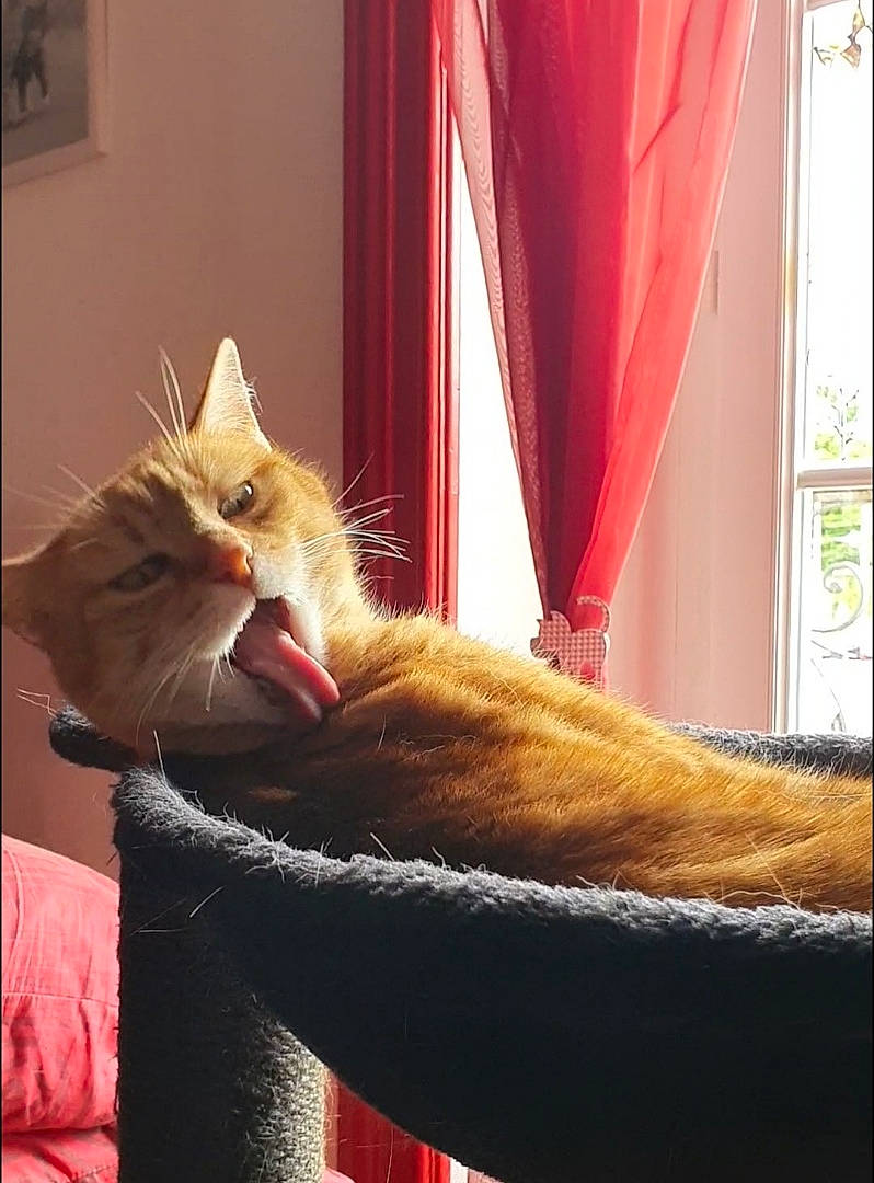 Caramelle a rejoint le concours — aidez-le/la à gagner de superbes lots ! carnivore, cat, comfort, couch, curtain, domestic_short_haired_cat, fawn, felidae, fur, linens, plant, small_to_medium_sized_cats, snout, tail, textile, tints_and_shades, vertebrate, whiskers, window, wood