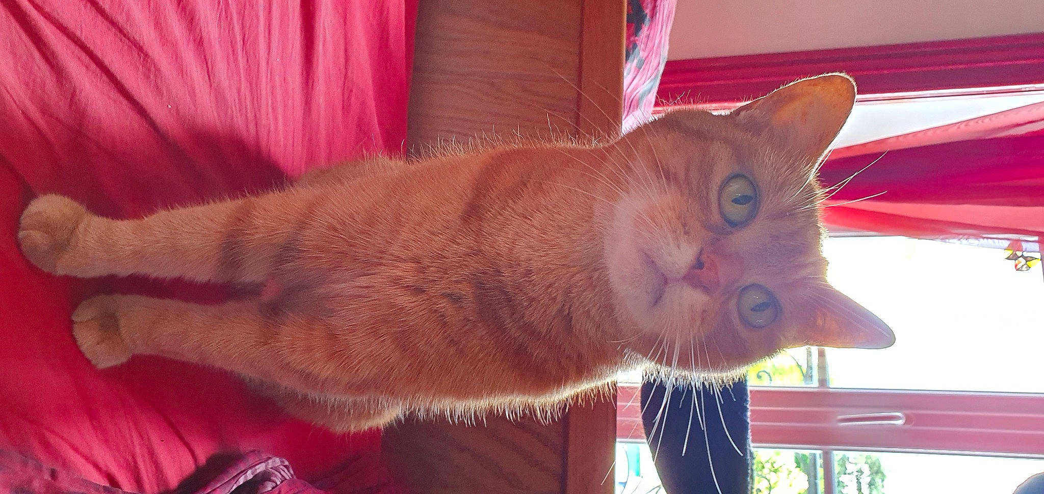 Caramelle participe au concours pour gagner de l'argent avec cette photo : carnivore, cat, cat_supply, claw, collar, comfort, curtain, domestic_short_haired_cat, fawn, felidae, fur, magenta, pet_supply, red, small_to_medium_sized_cats, snout, tail, whiskers, window, wood