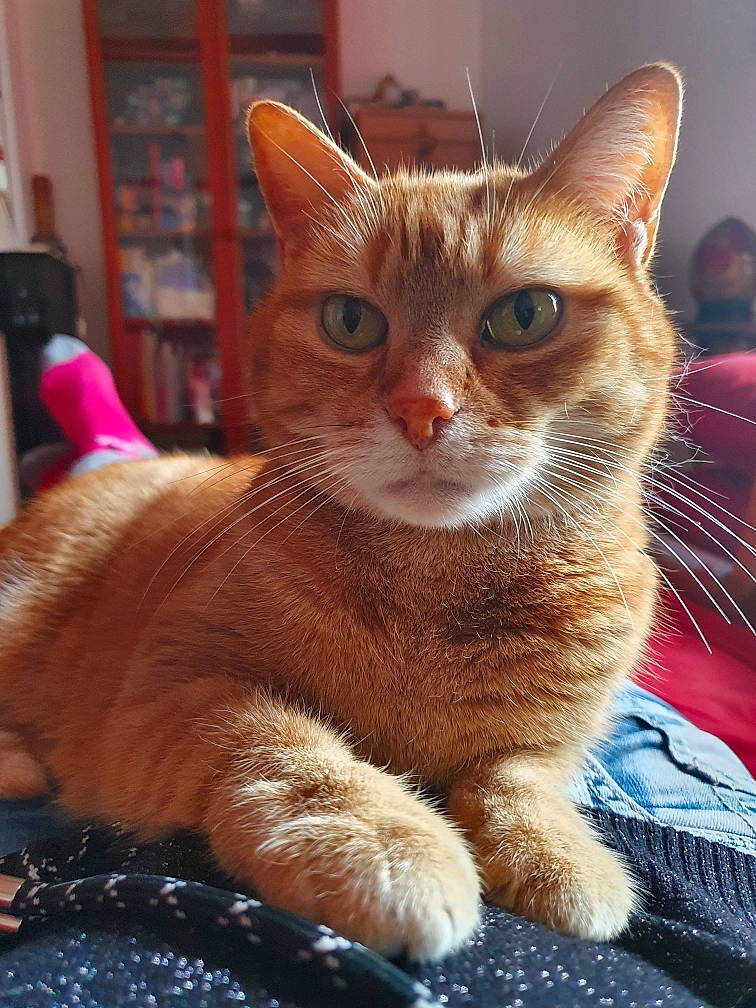 Caramelle participe au concours pour gagner de l'argent avec cette photo : bookcase, carnivore, cat, cat_furniture, cat_supply, claw, domestic_short_haired_cat, eye, fawn, felidae, foot, fur, paw, shelf, shelving, small_to_medium_sized_cats, snout, tail, whiskers, window