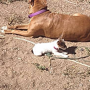 Mary Jane is registered to the contest to win money with this photo: dog, cat, brown_dog, white_cat, purple_collar, pink_collar, dirt, backyard, hose, sunlit, lying_down, resting, pet, companionship, small_cat, large_dog, shadow, sparse_grass, outdoor_ground, animal_pair