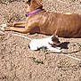 dog, cat, brown_dog, white_cat, purple_collar, pink_collar, dirt, backyard, hose, sunlit, lying_down, resting, pet, companionship, small_cat, large_dog, shadow, sparse_grass, outdoor_ground, animal_pair