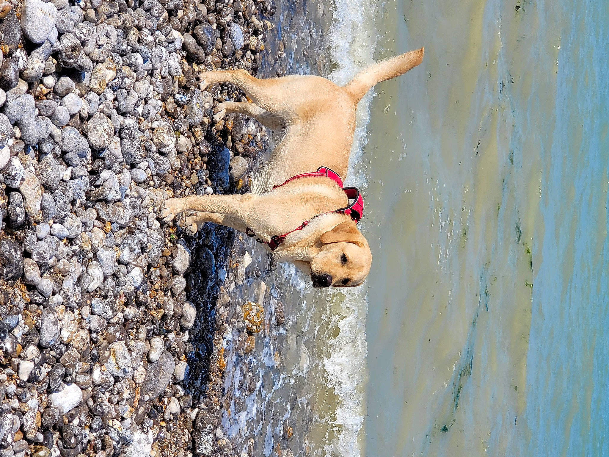 Rocky a rejoint le concours — aidez-le/la à gagner de superbes lots ! adventure, beach, canidae, carnivore, companion_dog, dog, dog_breed, fashion_accessory, fawn, fun, lake, leash, leisure, recreation, rock, sand, soil, sporting_group, tail, water